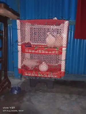 দেশি কবুতর