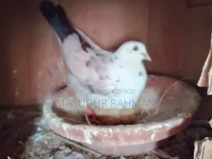 Pigeons for sale