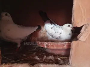 Pigeons for sale