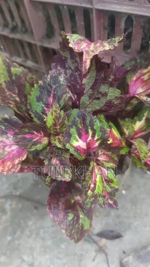 পাতাবাহার সহ আর অনেক গাছ বিক্রয় হবে