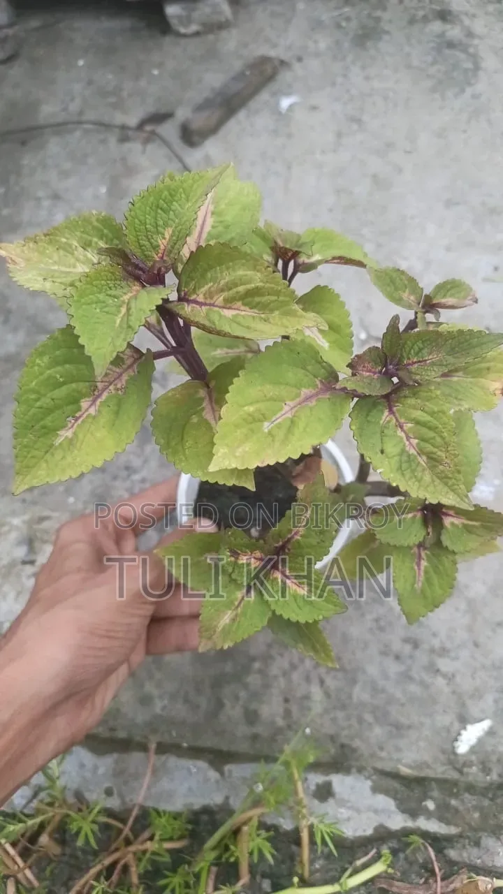 পাতাবাহার সহ আর অনেক গাছ বিক্রয় হবে