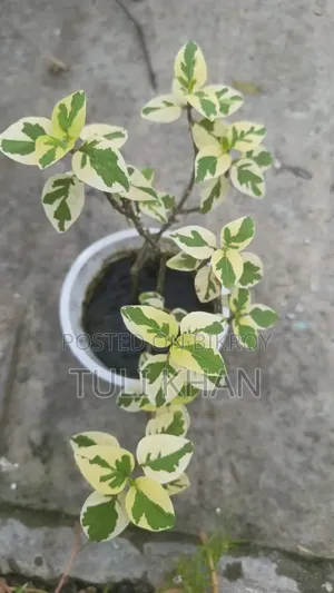 পাতাবাহার সহ আর অনেক গাছ বিক্রয় হবে