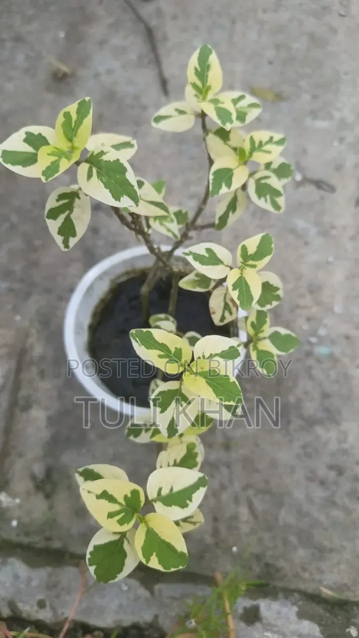 পাতাবাহার সহ আর অনেক গাছ বিক্রয় হবে