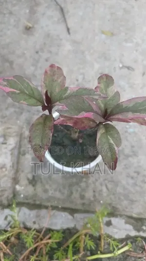 পাতাবাহার সহ আর অনেক গাছ বিক্রয় হবে