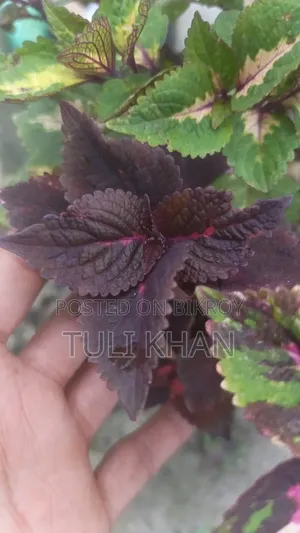 পাতাবাহার সহ আর অনেক গাছ বিক্রয় হবে