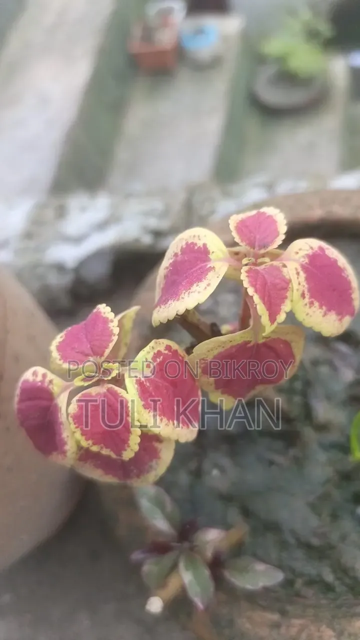পাতাবাহার সহ আর অনেক গাছ বিক্রয় হবে