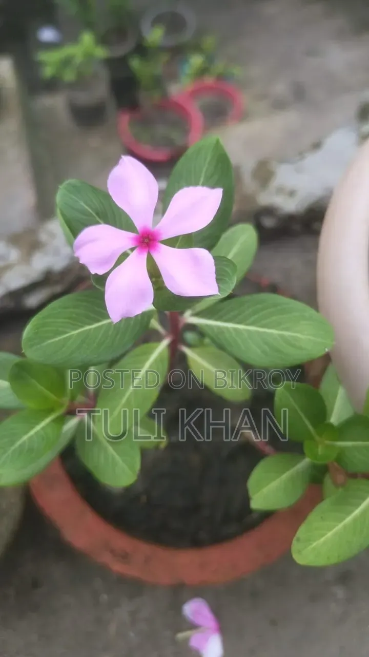 পাতাবাহার সহ আর অনেক গাছ বিক্রয় হবে
