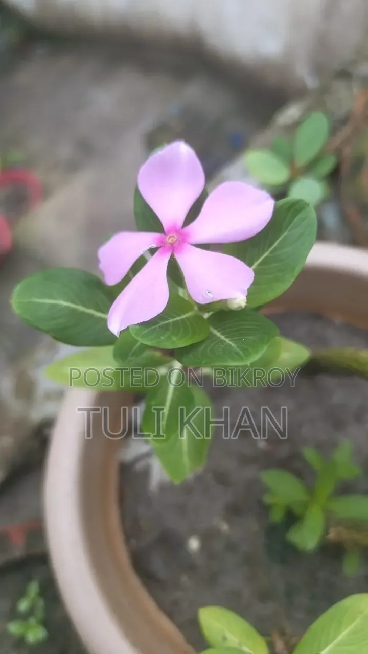 পাতাবাহার সহ আর অনেক গাছ বিক্রয় হবে