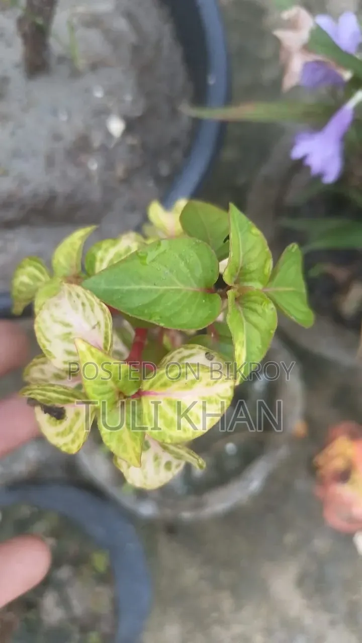 পাতাবাহার সহ আর অনেক গাছ বিক্রয় হবে