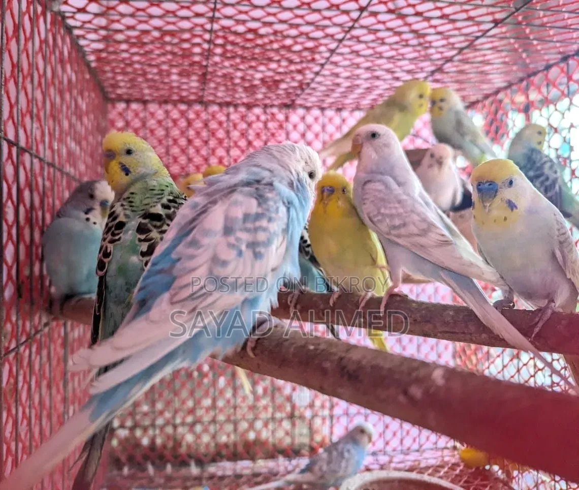 Budgerigar Bird for Sale