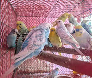 Budgerigar Bird for Sale