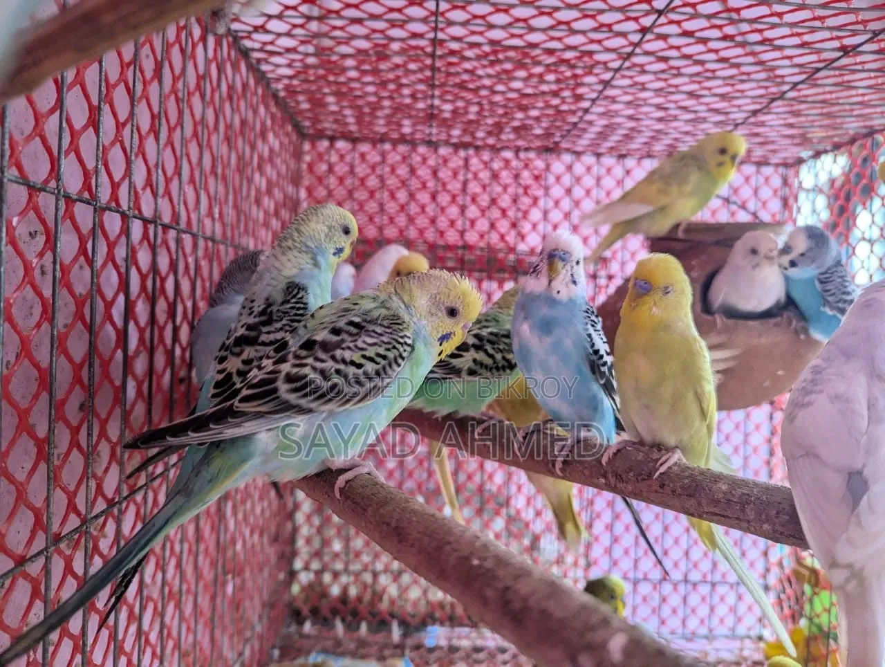 Budgerigar Bird for Sale