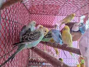 Budgerigar Bird for Sale