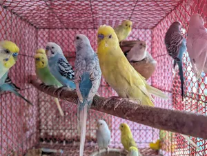 Budgerigar Bird for Sale