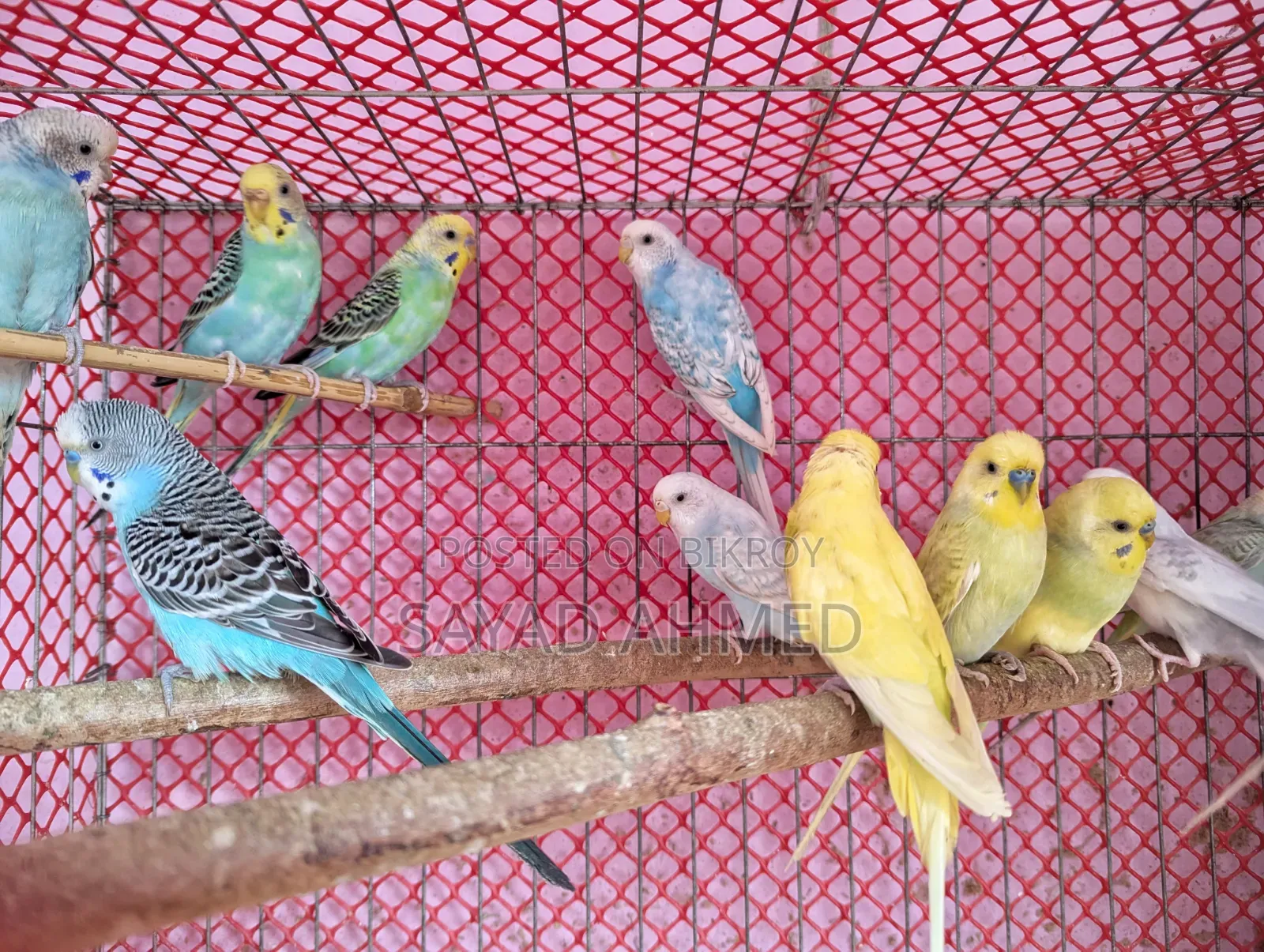 Budgerigar Bird for Sale