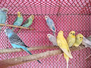 Budgerigar Bird for Sale