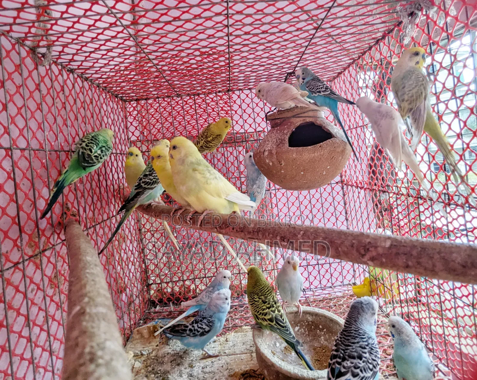 Budgerigar Bird for Sale
