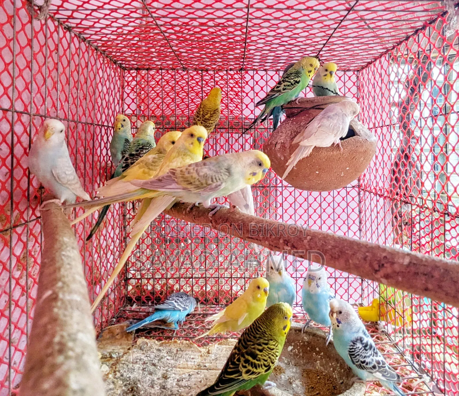 Budgerigar Bird for Sale