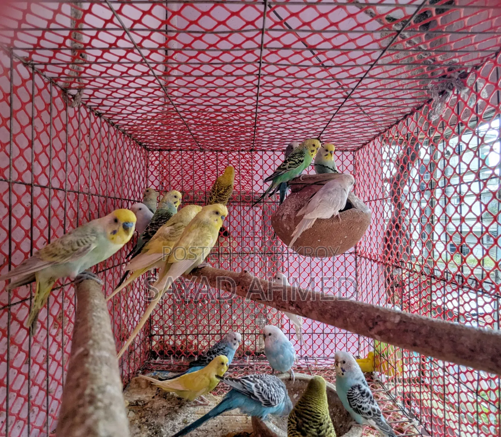 Budgerigar Bird for Sale