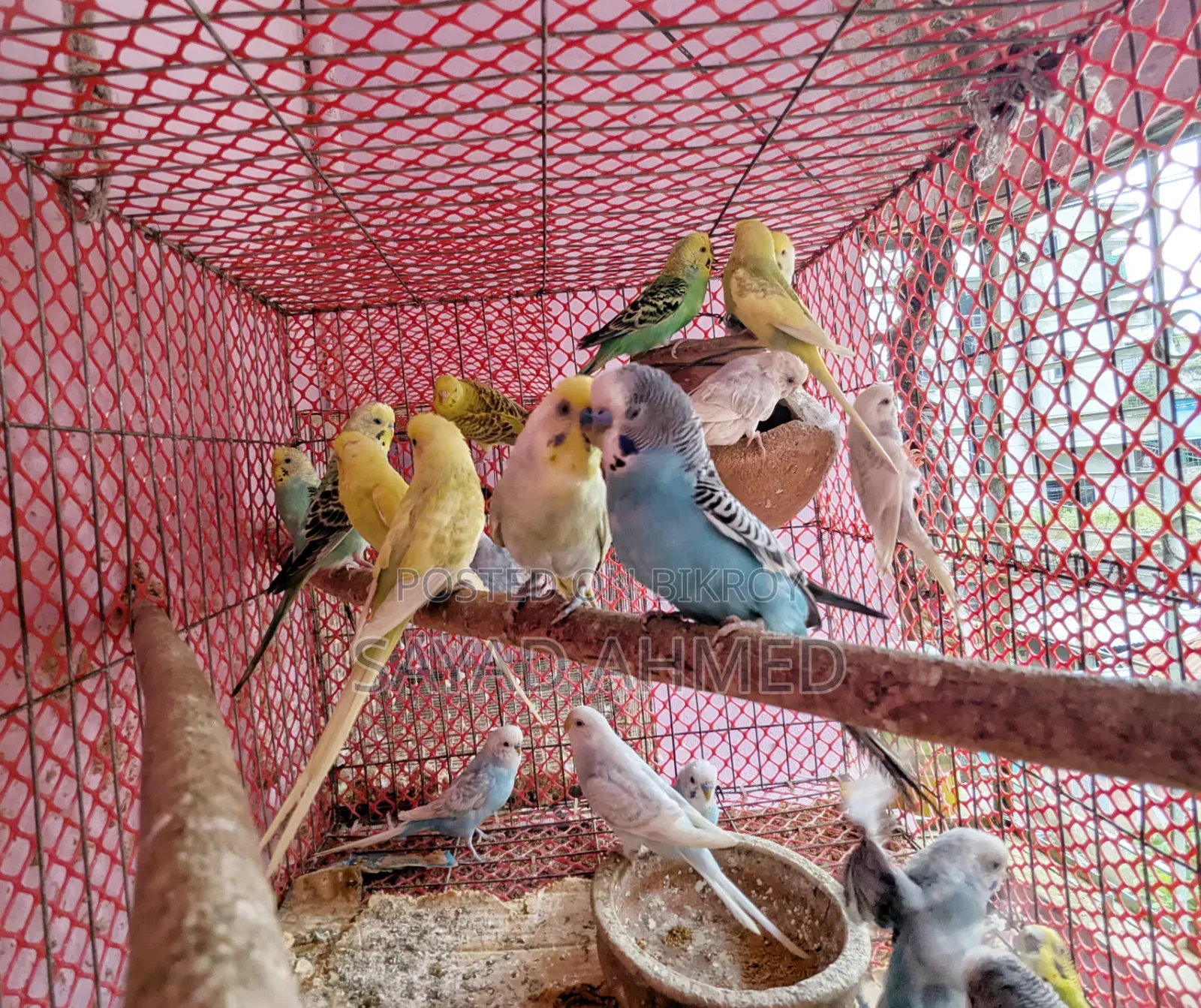 Budgerigar Bird for Sale
