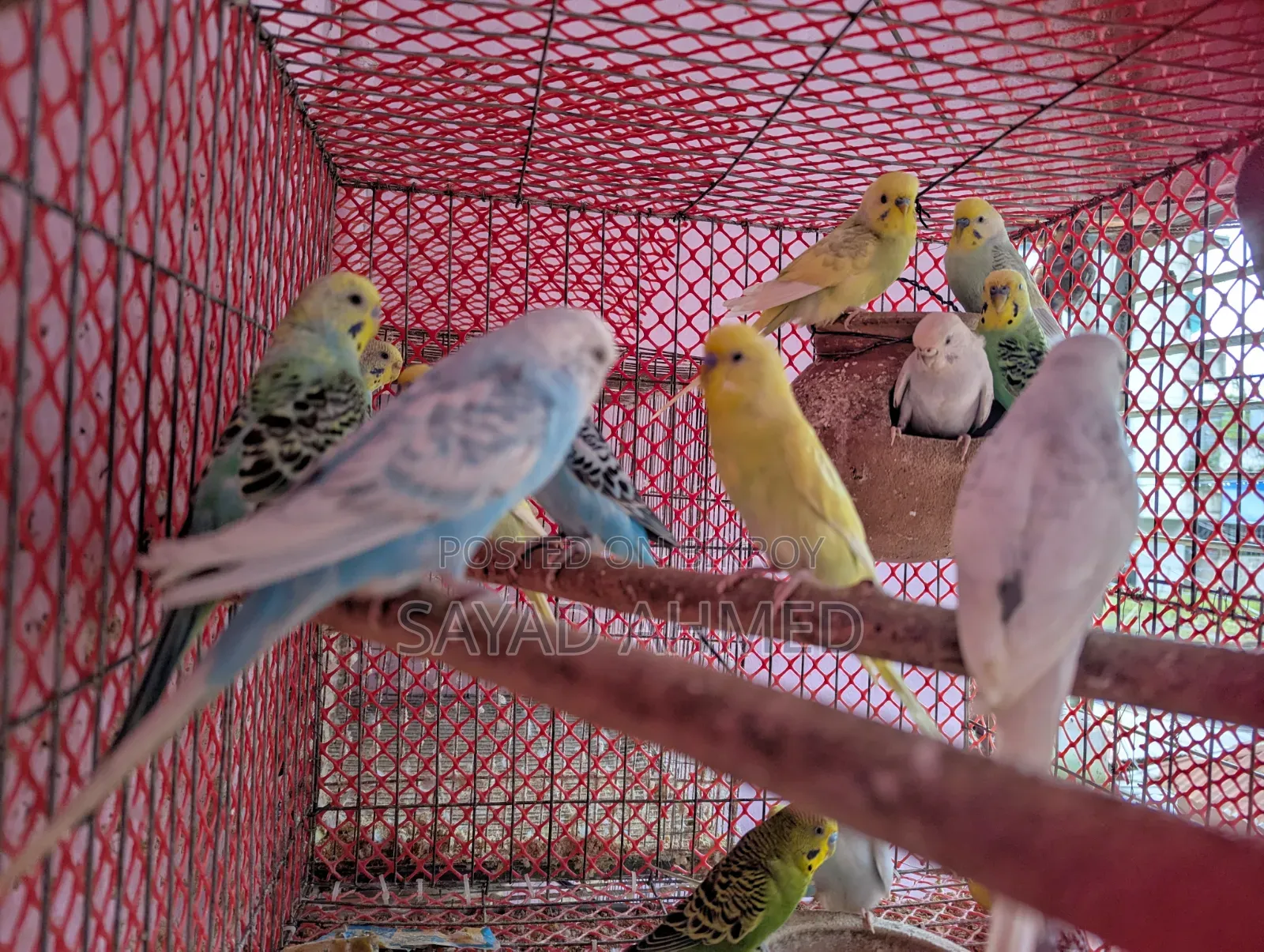 Budgerigar Bird for Sale