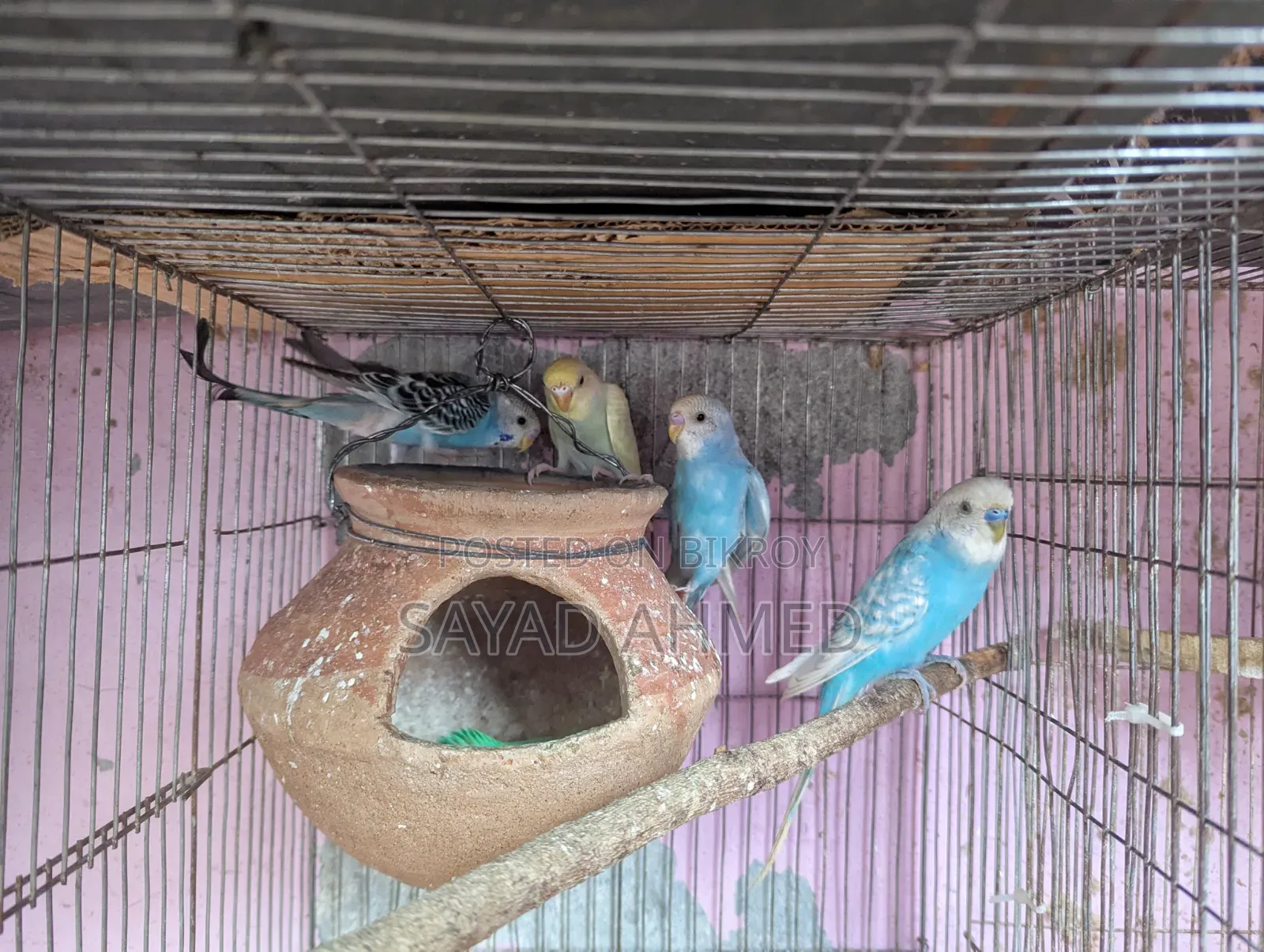 Budgerigar Bird for Sale
