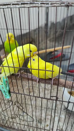 বাজরিগার পাখি