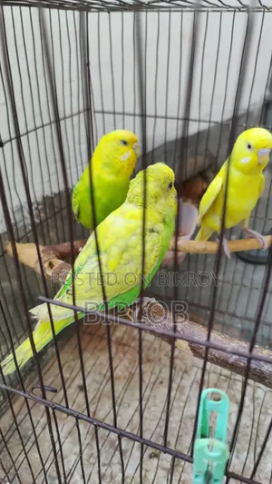 বাজরিগার পাখি