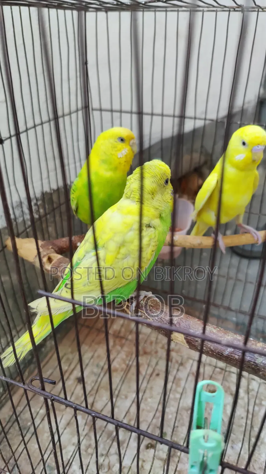 বাজরিগার পাখি