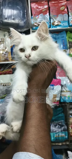 3-6 Months Male Purebred Persian