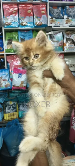 3-6 Months Male Purebred Persian