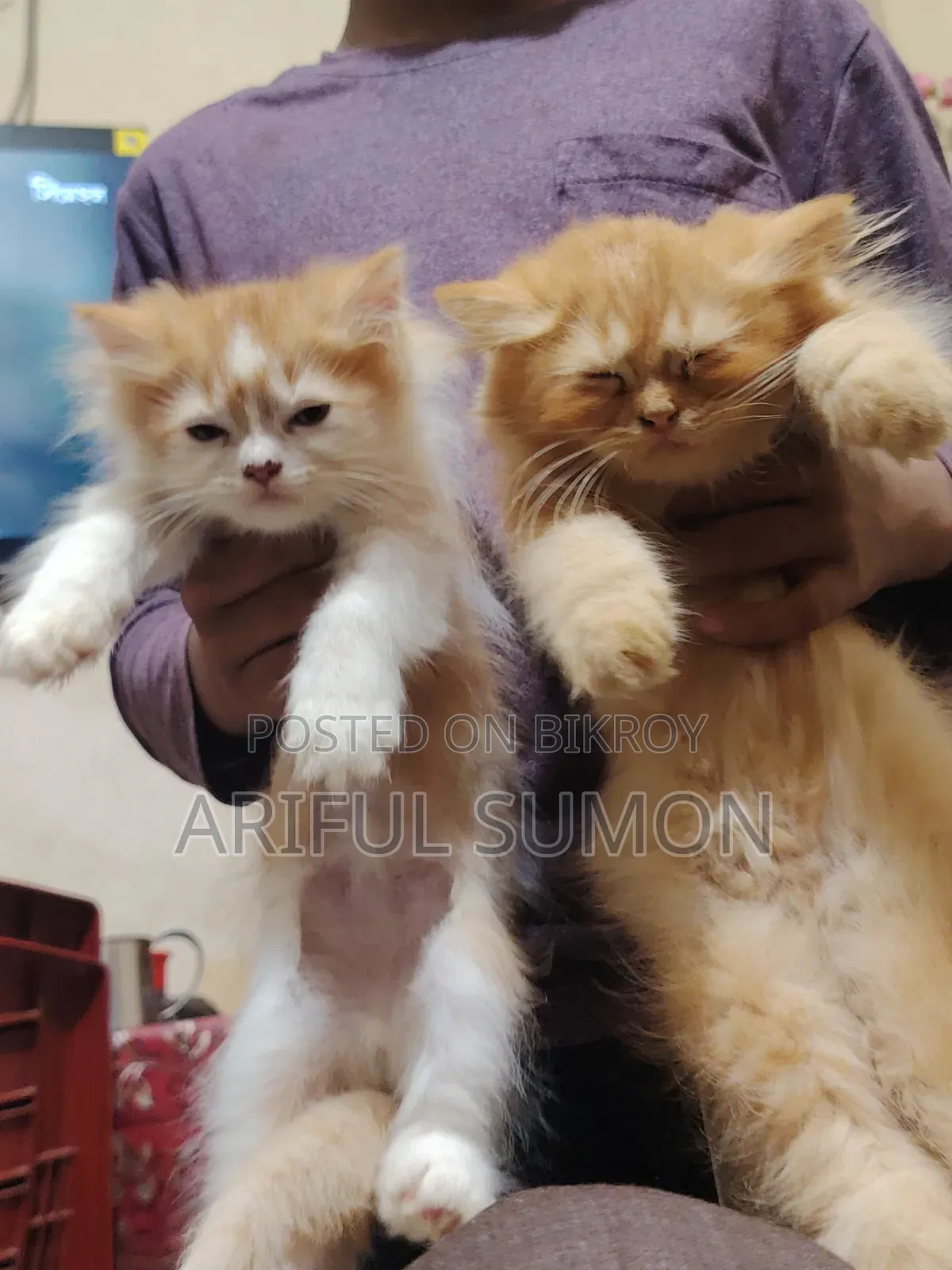 1-3 Months Male Purebred Persian