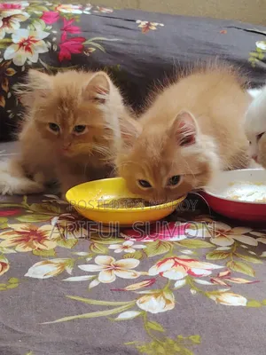 1-3 Months Male Purebred Persian