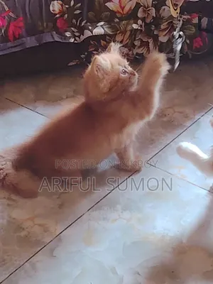 1-3 Months Male Purebred Persian