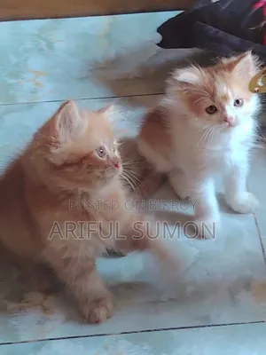 1-3 Months Male Purebred Persian