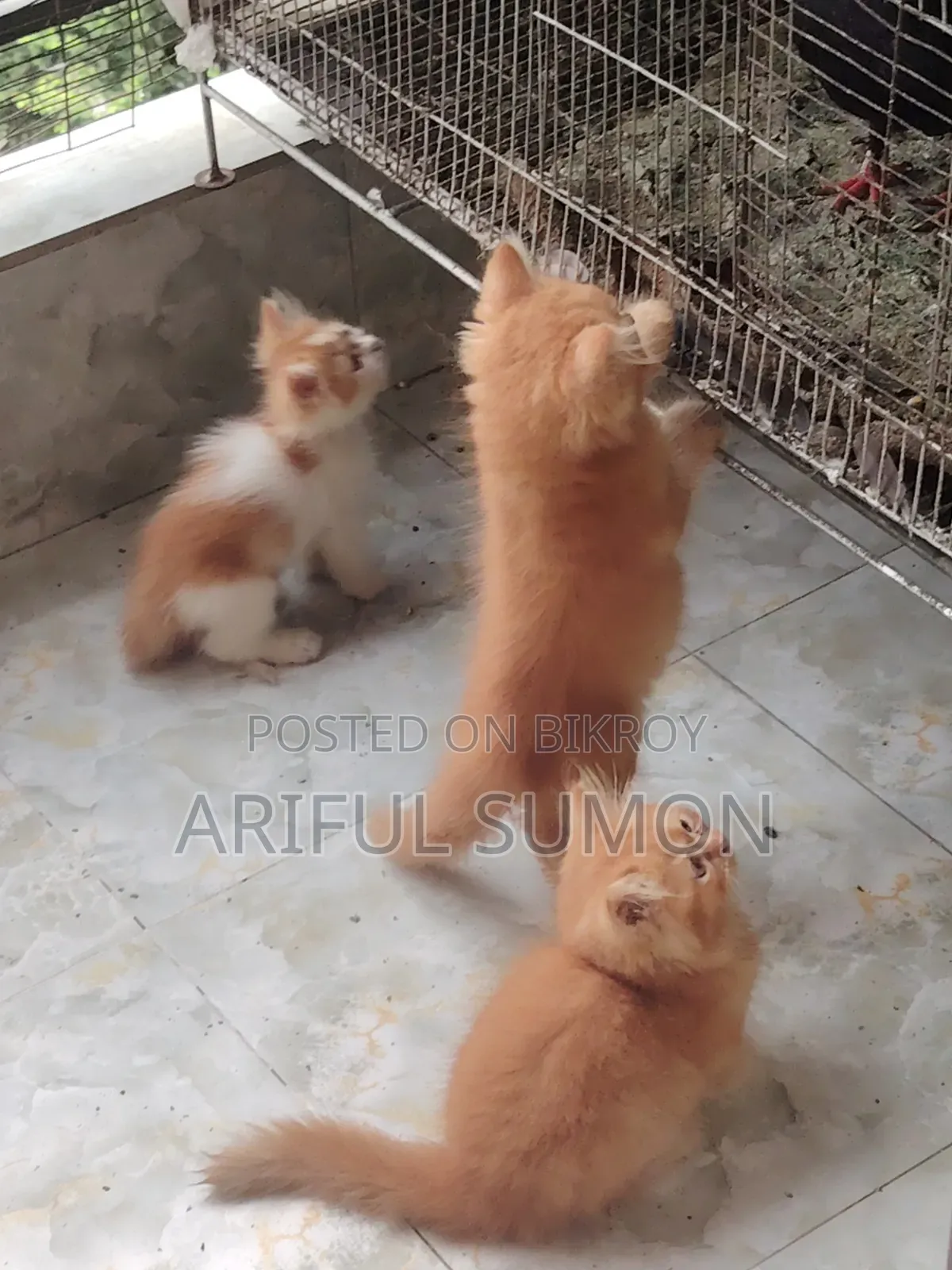 1-3 Months Male Purebred Persian