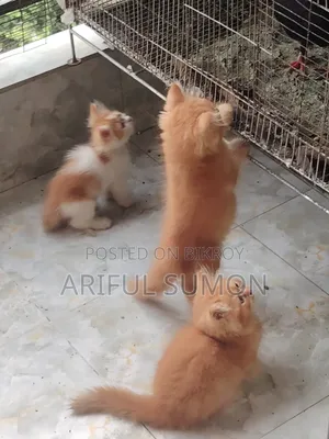1-3 Months Male Purebred Persian