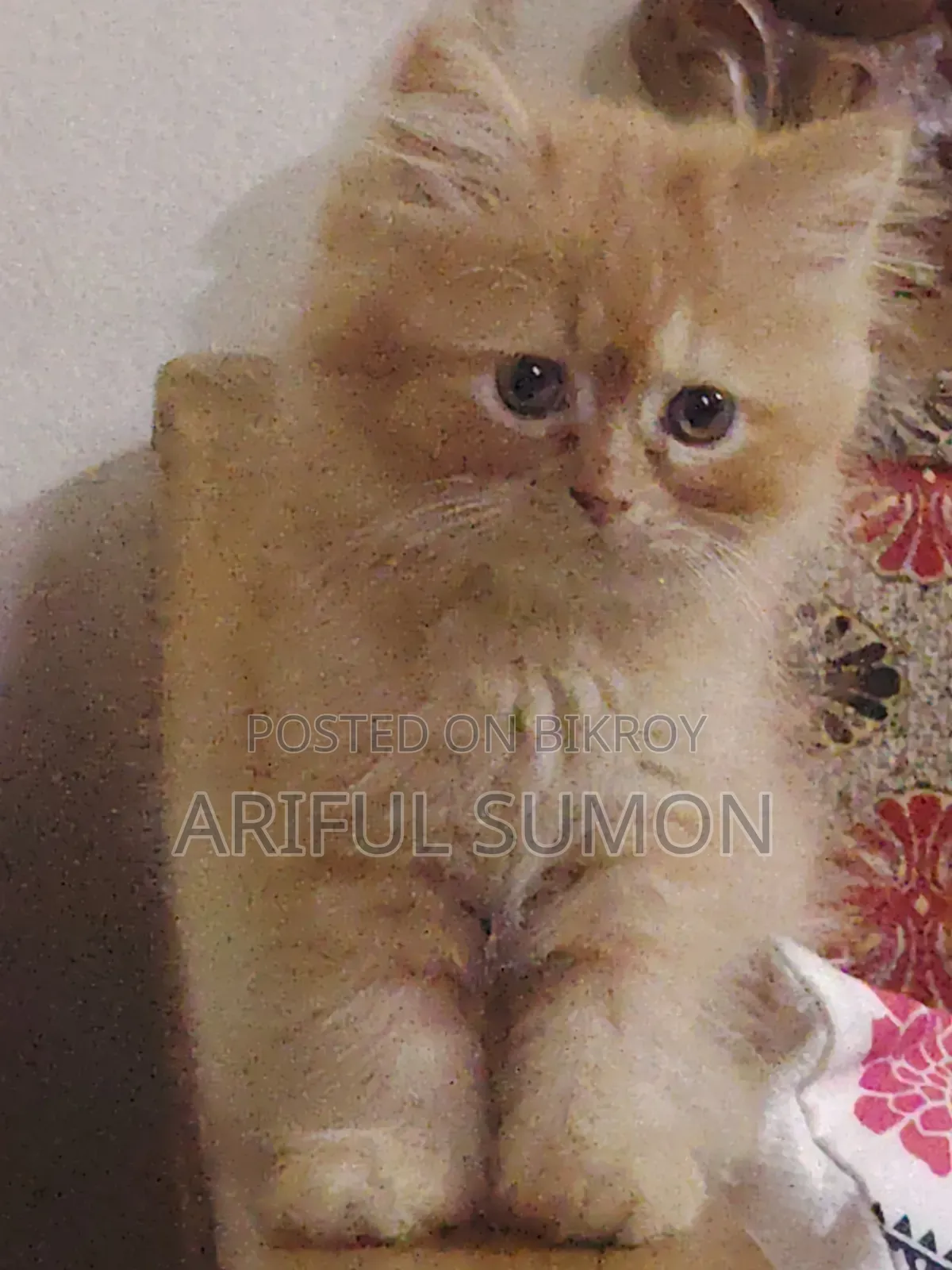1-3 Months Male Purebred Persian