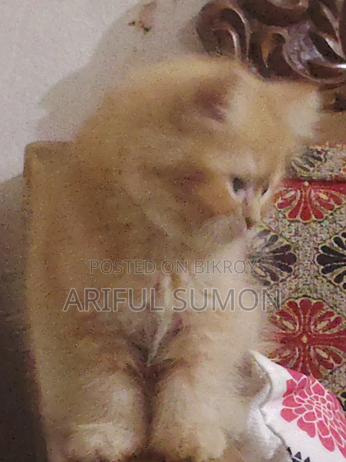 1-3 Months Male Purebred Persian