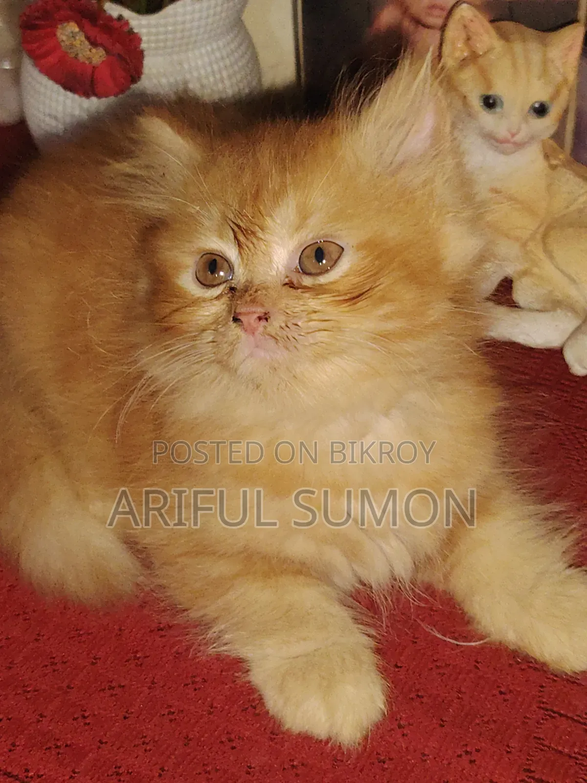 1-3 Months Male Purebred Persian