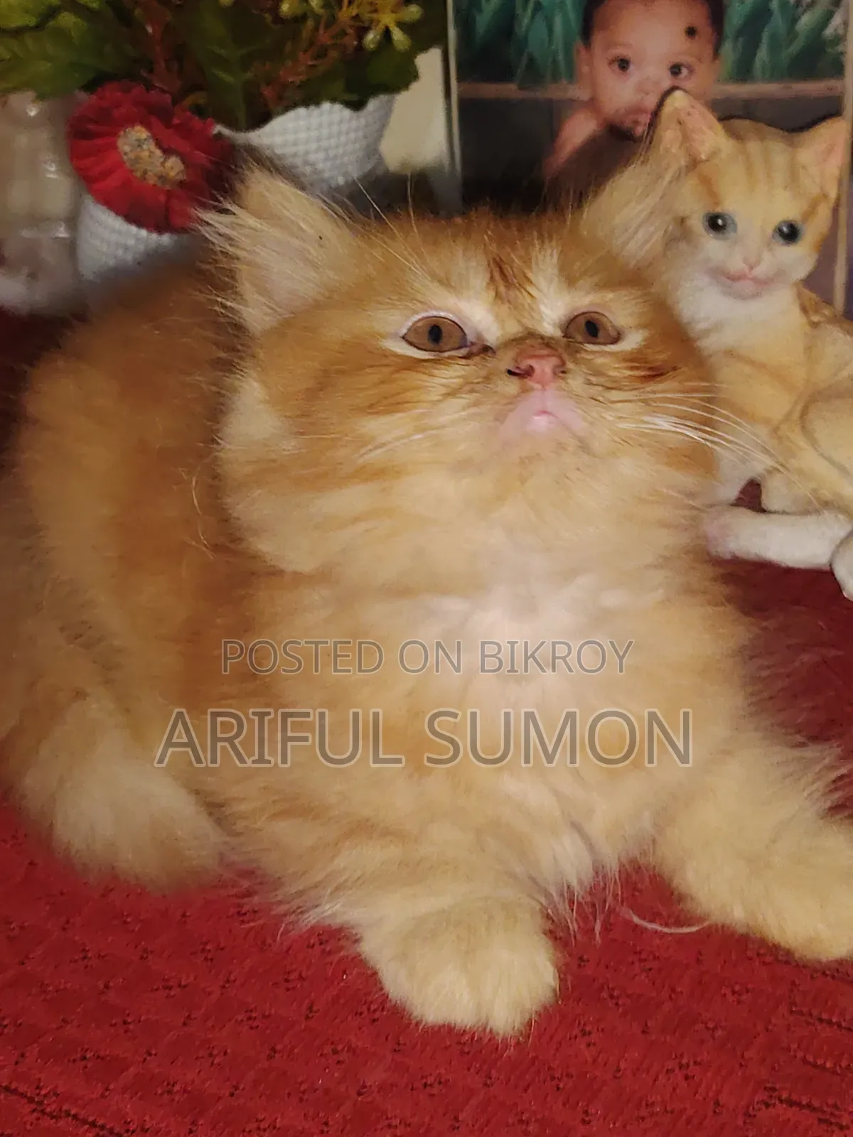 1-3 Months Male Purebred Persian