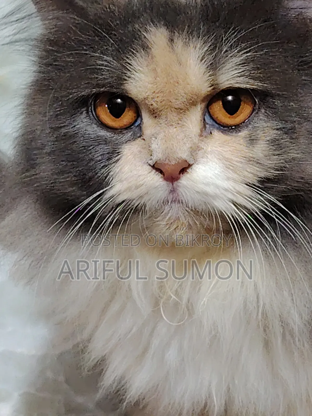 1+ Year Female Purebred Persian