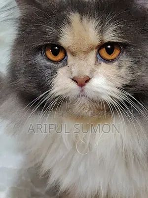 1+ Year Female Purebred Persian
