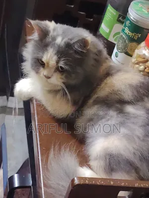 1+ Year Female Purebred Persian