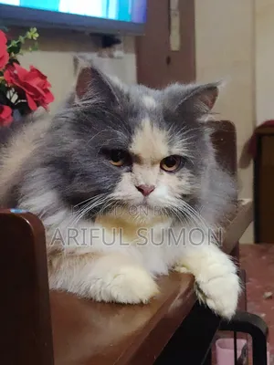 1+ Year Female Purebred Persian