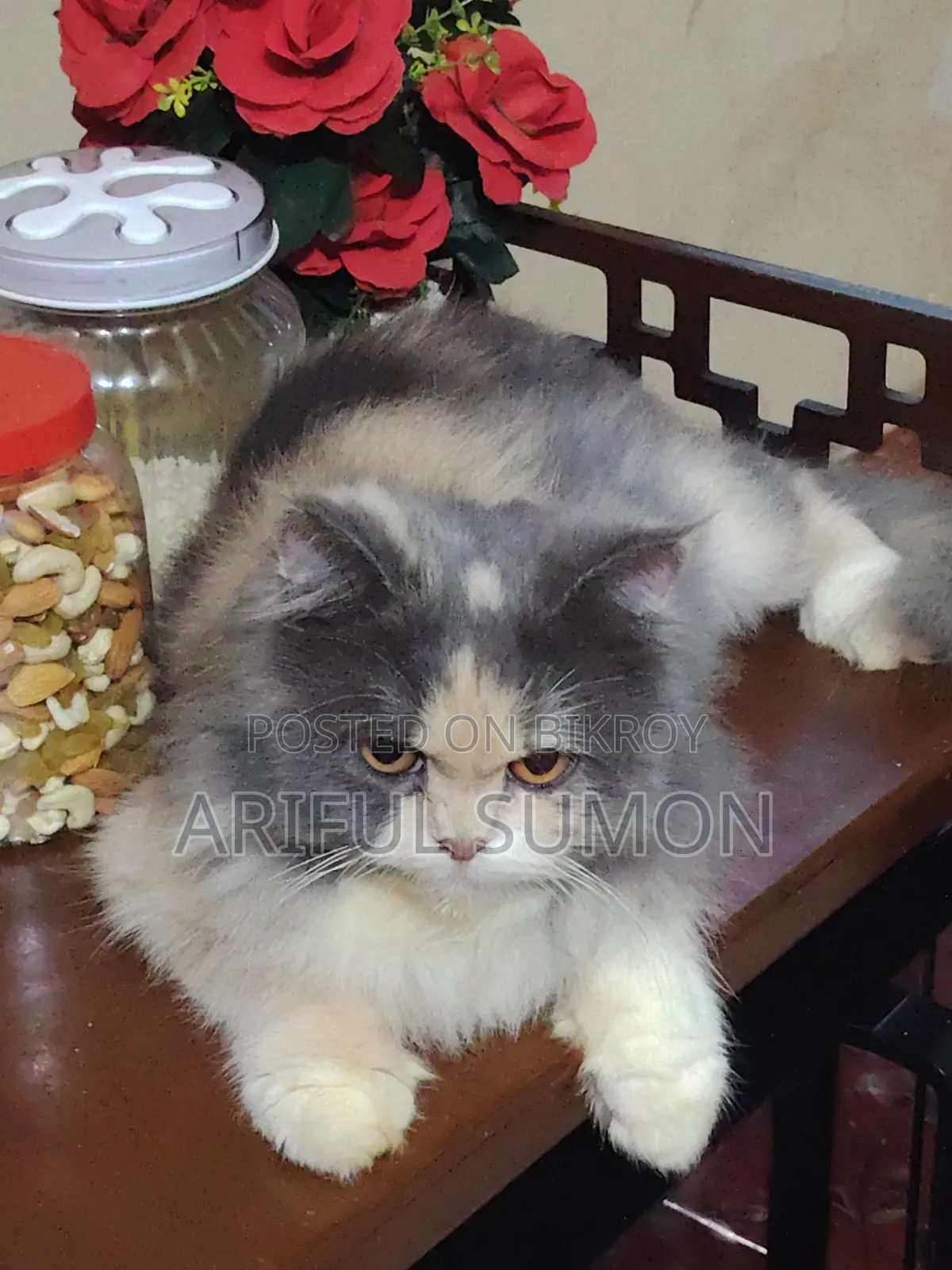 1+ Year Female Purebred Persian