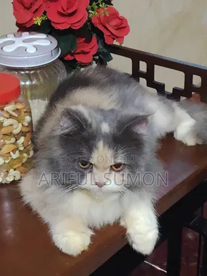 1+ Year Female Purebred Persian