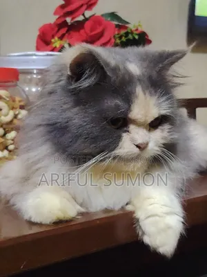 1+ Year Female Purebred Persian