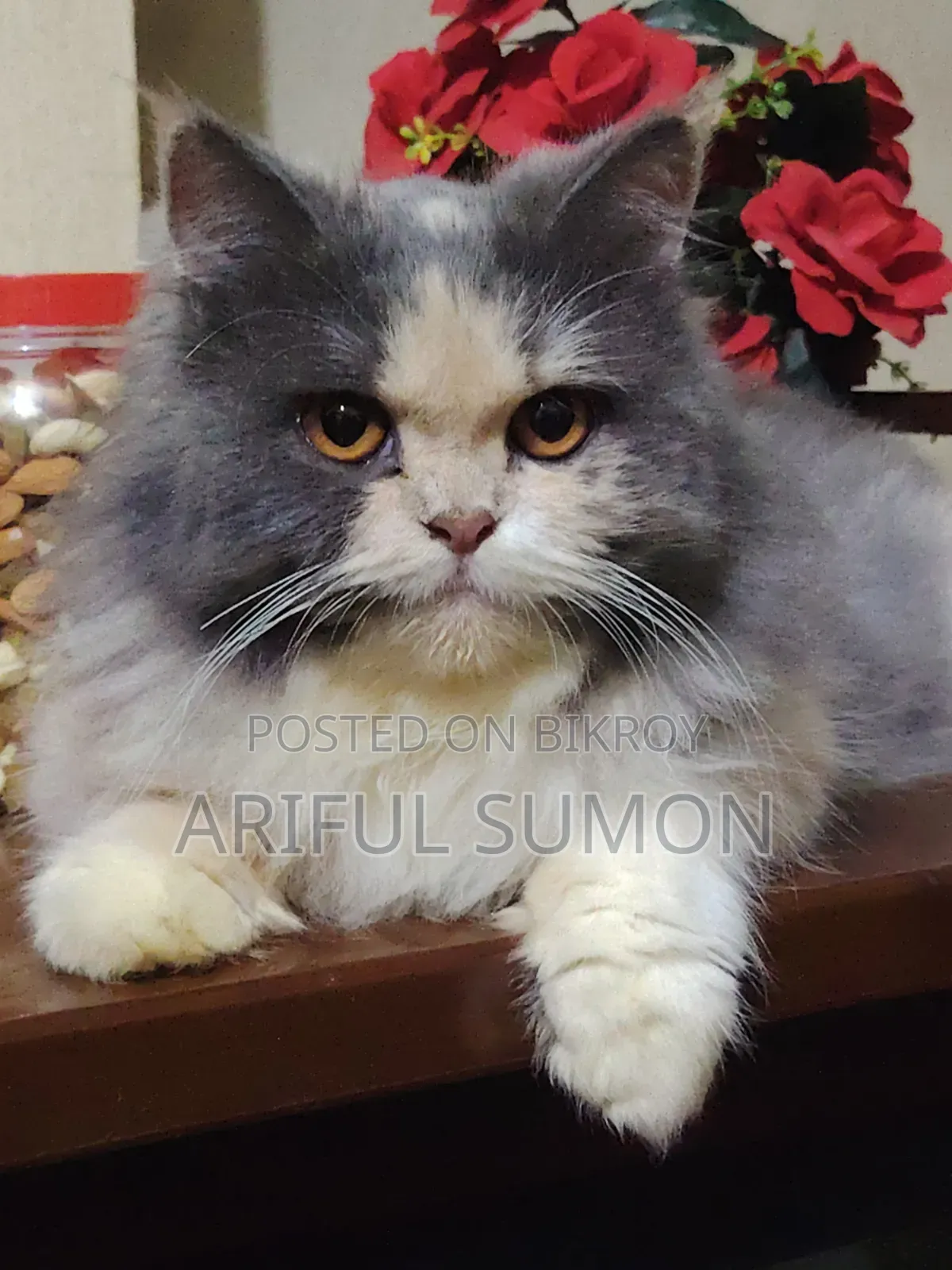 1+ Year Female Purebred Persian