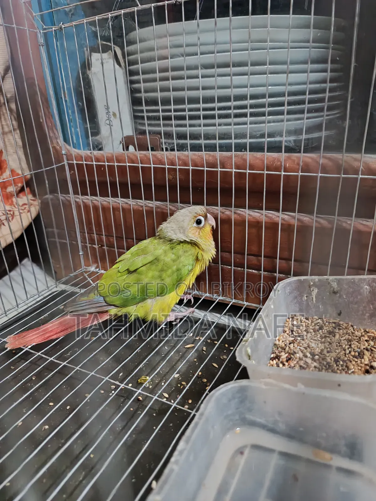 Pineapple Conure, Cockatiel, Budgerigar, Dove